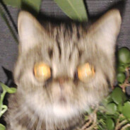 小明爱喝百事可乐！