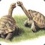 Tortoise1028