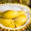 durian farm