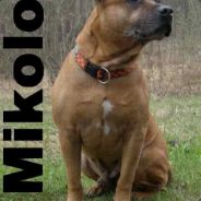 -[SWE]Mikoloz-