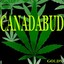 CanadaBud-Goldy