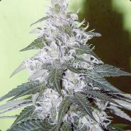 St0n3d - steam id 76561197960703603