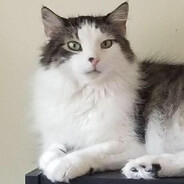 CatChowBlues
