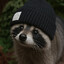 Raccoo in Beanieღ