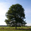 VietTree