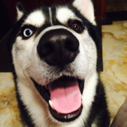 龙哥养了一只点点