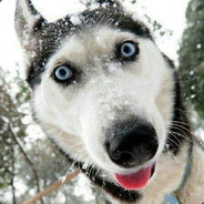 一只会狼嚎的阿拉斯加