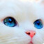 suu