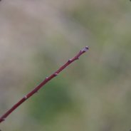Weak Like Twig