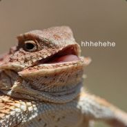 Ian The Iguana