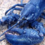 BlueLobster