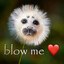 blow me