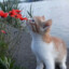 CuteCat