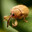 boll weevil