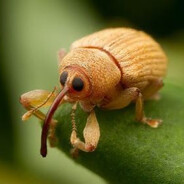 boll weevil