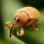boll weevil