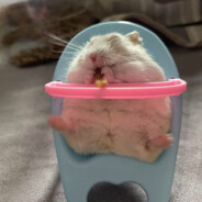 奶酪爱吃面包虫