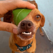 Ɑ͞ ̶͞͞ ﻝﮞ dżeneral