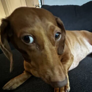 gyrtzi avatar