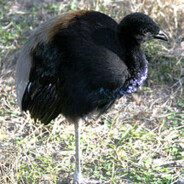 i like cupcakes - edp