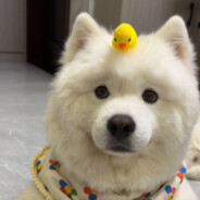 冷冰凝爱语梦翠霜