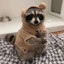 Raccoon✨
