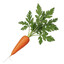 Super Carrots