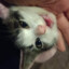 Diablo, the Puss