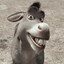 Burro