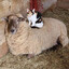 The SHEEP (cleaned)