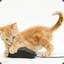 tamsycat