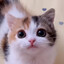 MayaTheCatboy