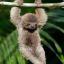 slothdotman