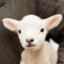 100 Baby Lambs
