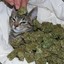 Smoking Cat Nip