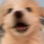 枳实