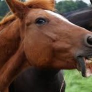 Doggy_Playz_MC12 csgolive.com