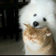 悲伤的糖醋排骨