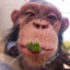 MONKEY 🗿 🤫🧏‍♂