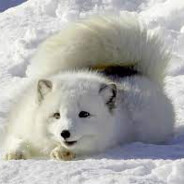 Snow foxお姉ちゃん