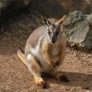 wally the wallaby