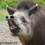 Tapir0