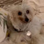 Rat Dog