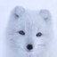 IronFoxx6442