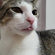 RaiTo