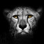 Carlton The Cheetah