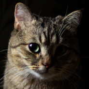 0_0 - steam id 76561198453455333