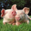 Porci