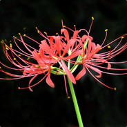 彼岸花开开彼岸