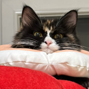 规矩是死的 就像你妈一样